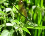 Libellula